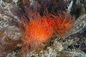 Red fan-worm displaying its feeders by Peet J Van Eeden 
